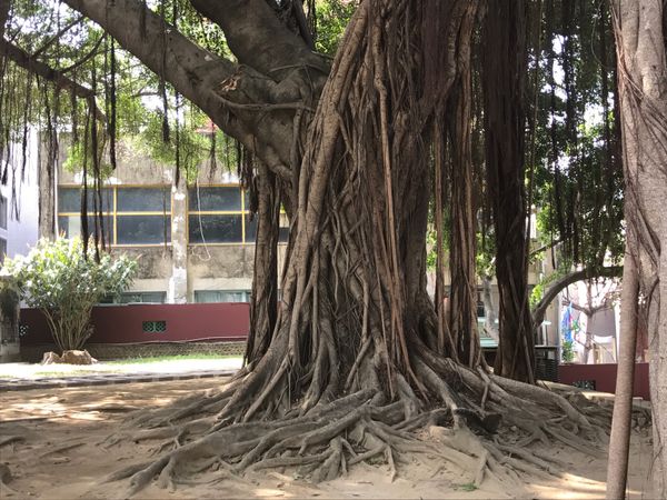 台湾「台湾」の写真：楽しめました！