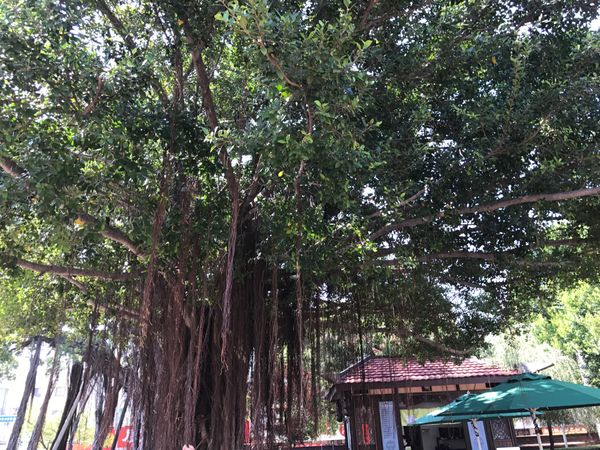 台湾「台湾」の写真：フリータイムに散策