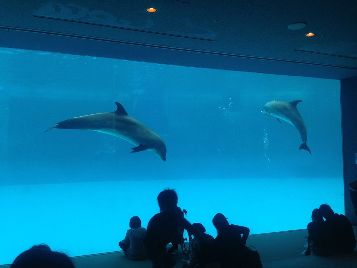 水族館にも行って来ました