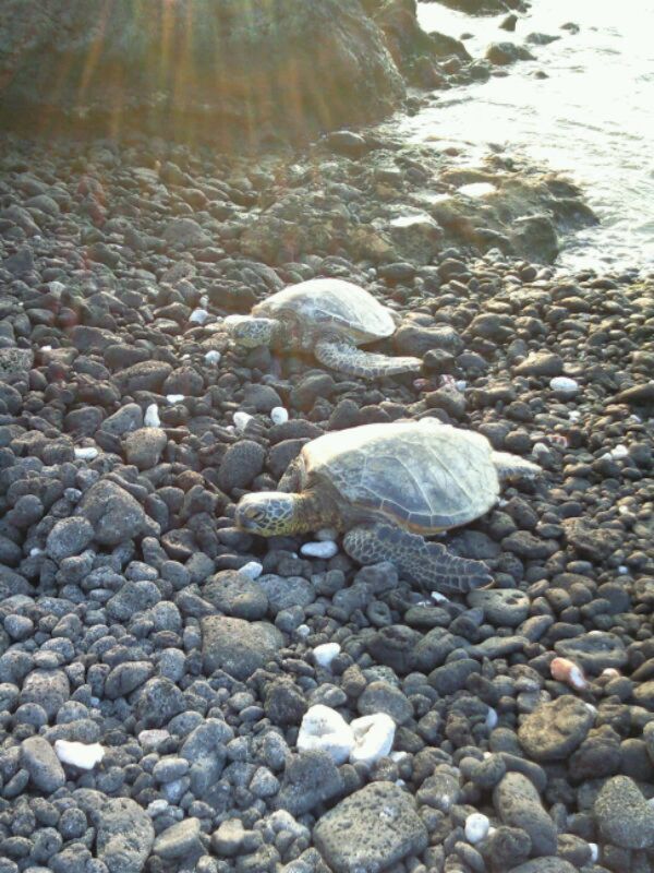 アメリカ(米国)・ハワイ「ハワイ新婚旅行2010」の写真