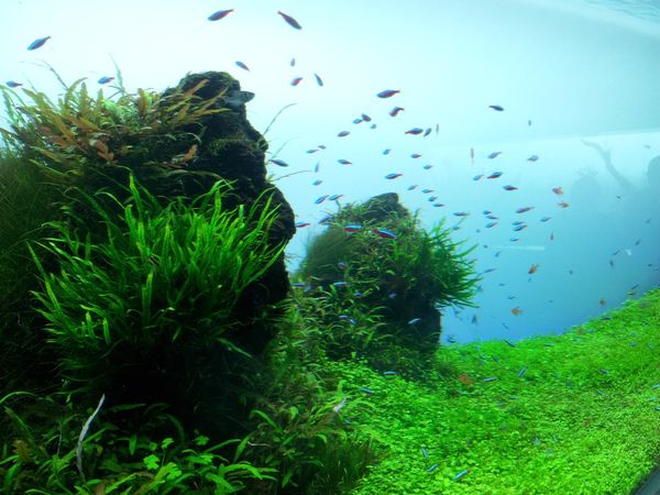 日本・東京「東京家族旅行2013」の写真