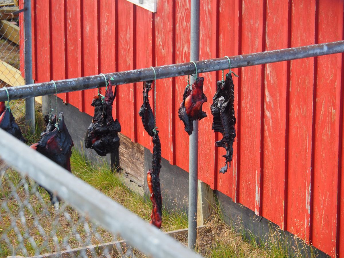 タシーラクの町を探索
タシーラクはグリーンランド東岸最大の町、と言っても人...