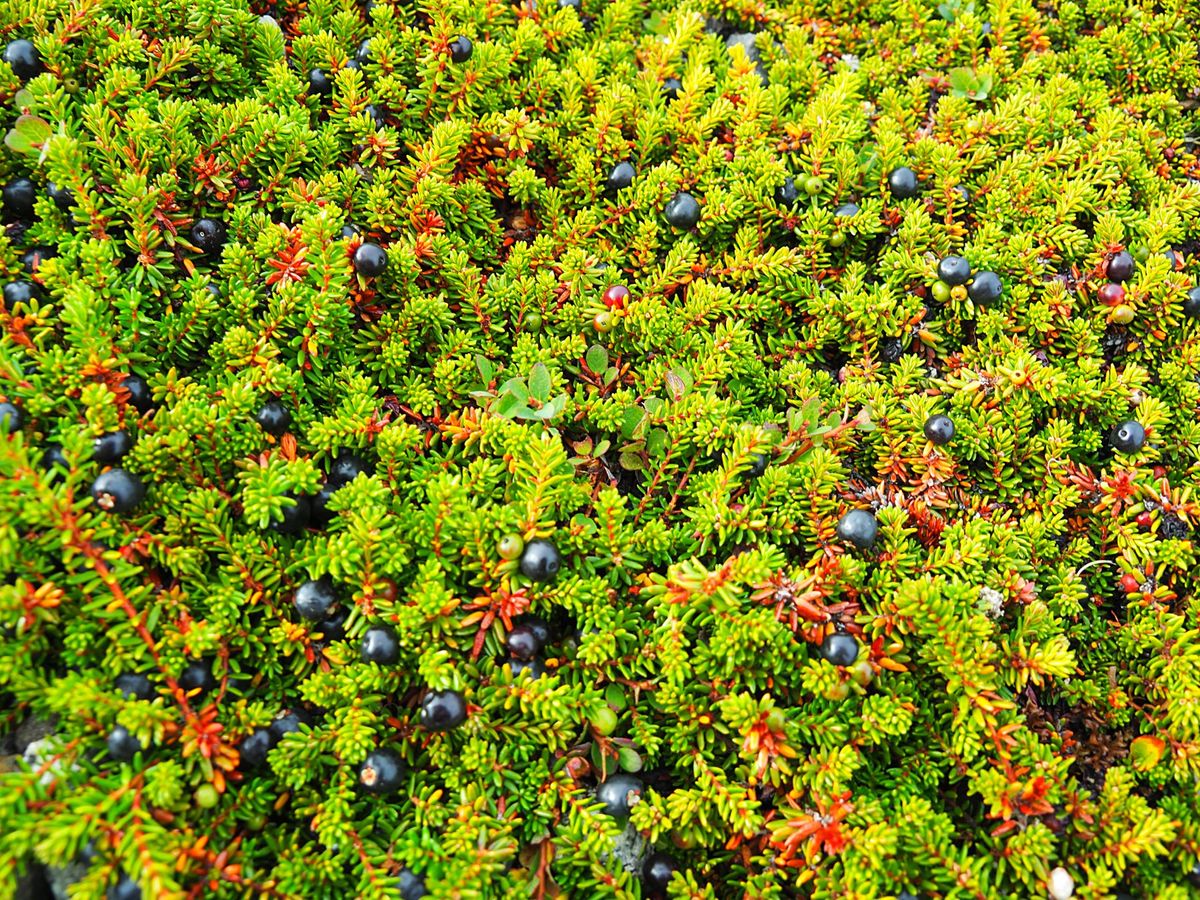 ボートで氷河を見に行ったあとは、ジープで山に向かいます。
これらのミニツア...