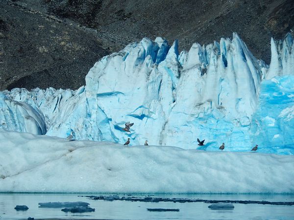 グリーンランド・グリーンランド「グリーンランド　流氷とオーロラの待つ圧巻の大自然へ」の写真：モーターボートでの氷河クルーズ
タシーラ...
