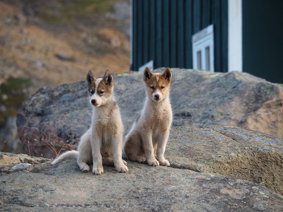 タシーラクの町を探索
この町に住んでいるのも、ほとんどがイヌイットの人たち...