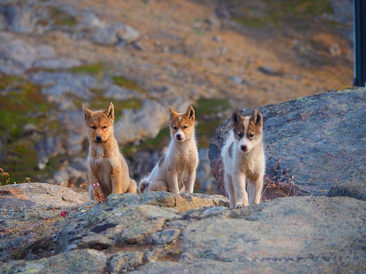 タシーラクの町を探索
この町に住んでいるのも、ほとんどがイヌイットの人たち...