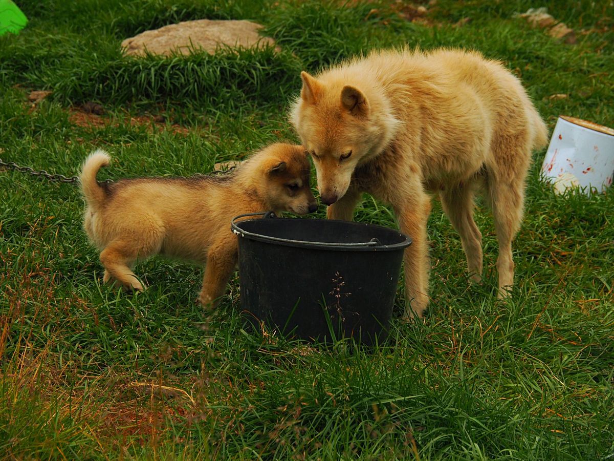 クルスクの町を散策
赤青黄色のカラフルな家がぽつぽつと立ち並ぶクルスクの町...