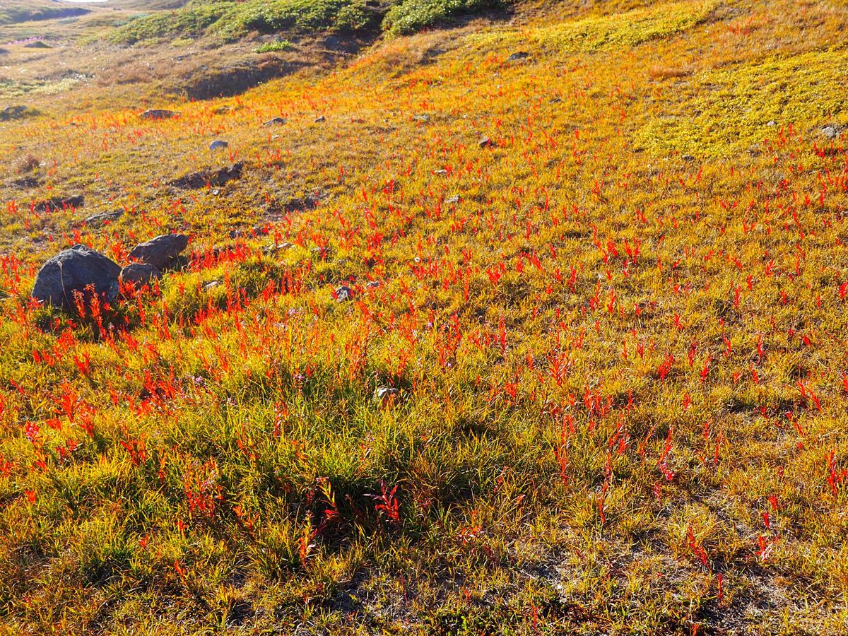 グリーンランドでのトレッキング
ホテルのオーナーおじさんに手書きで書いても...