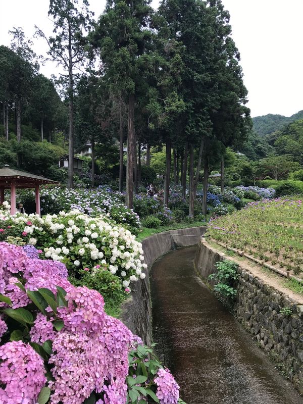 日本・京都「日帰り宇治①  三室戸寺」の写真