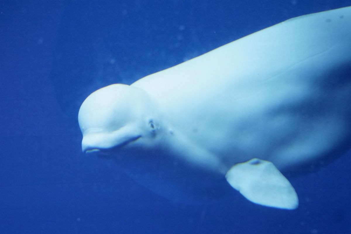 念願の白イルカちゃん🐬
大きかった！！
かわいー❤️