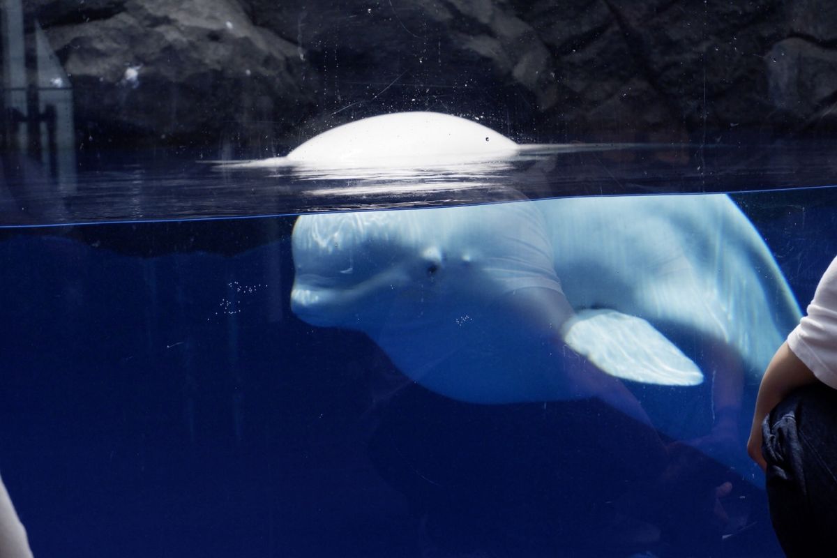 念願の白イルカちゃん🐬
大きかった！！
かわいー❤️