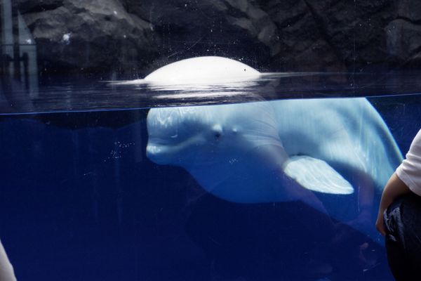 日本「上越日帰り」の写真：念願の白イルカちゃん🐬
大きかった！！
...