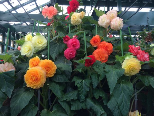 オーストラリア連邦・バサースト「オーストラリア・バサースト/Bathurst NSW Australia」の写真：午後はマカティーパークへ！
お花が素敵で...