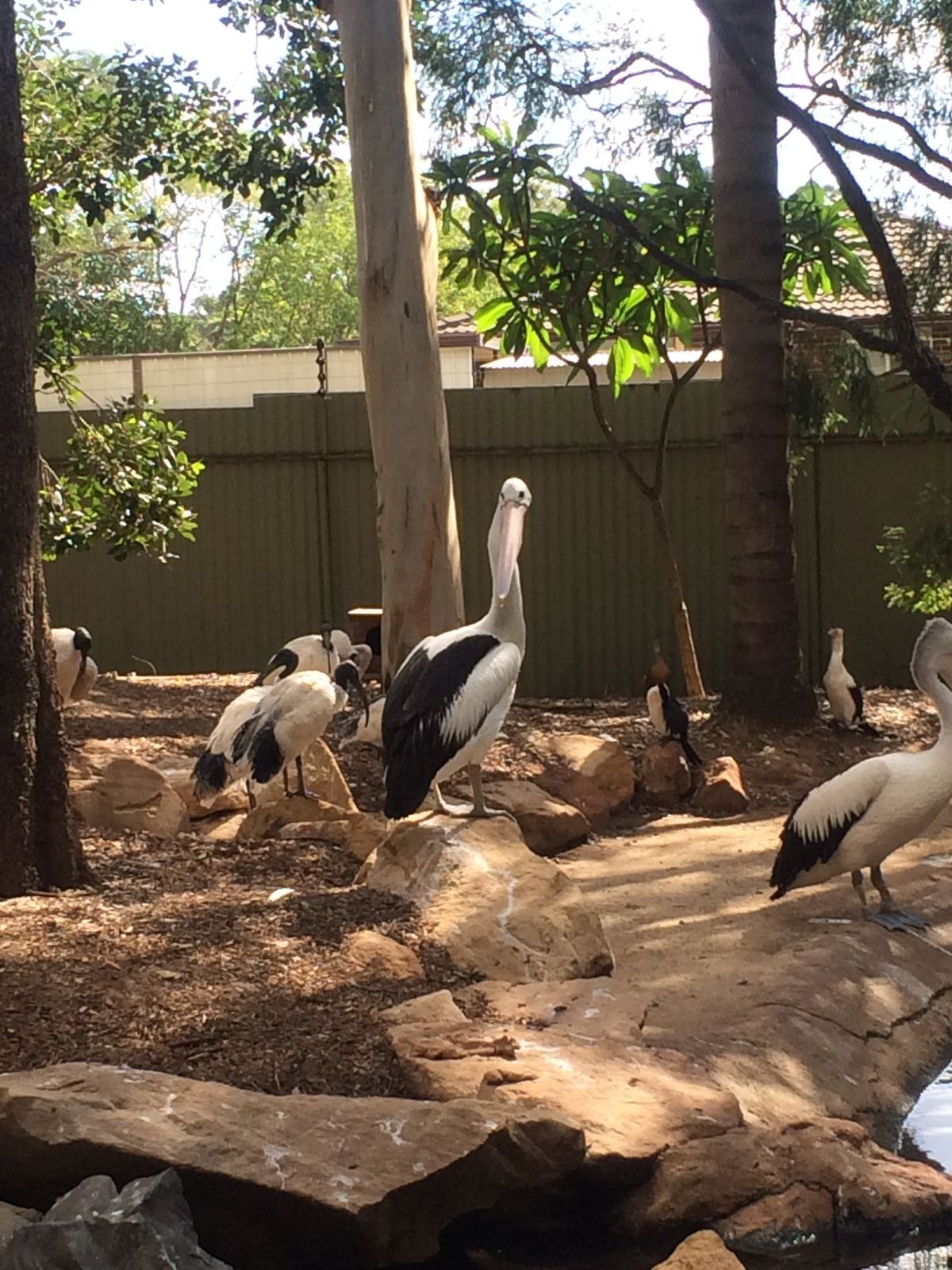 鳥シリーズ🦉
飛んでいかないのかな、それともここの方が定期的にご飯が
もら...