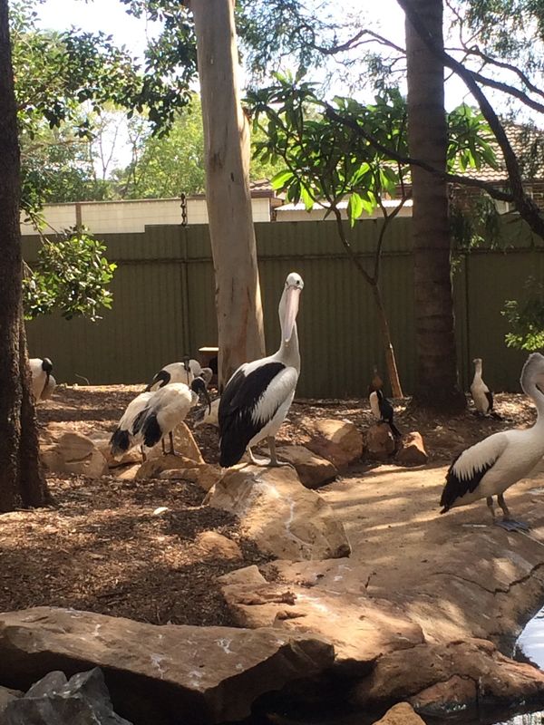 オーストラリア連邦・シドニー「オーストラリア・シドニー/Sydney NSW Australia」の写真：鳥シリーズ🦉
飛んでいかないのかな、それ...