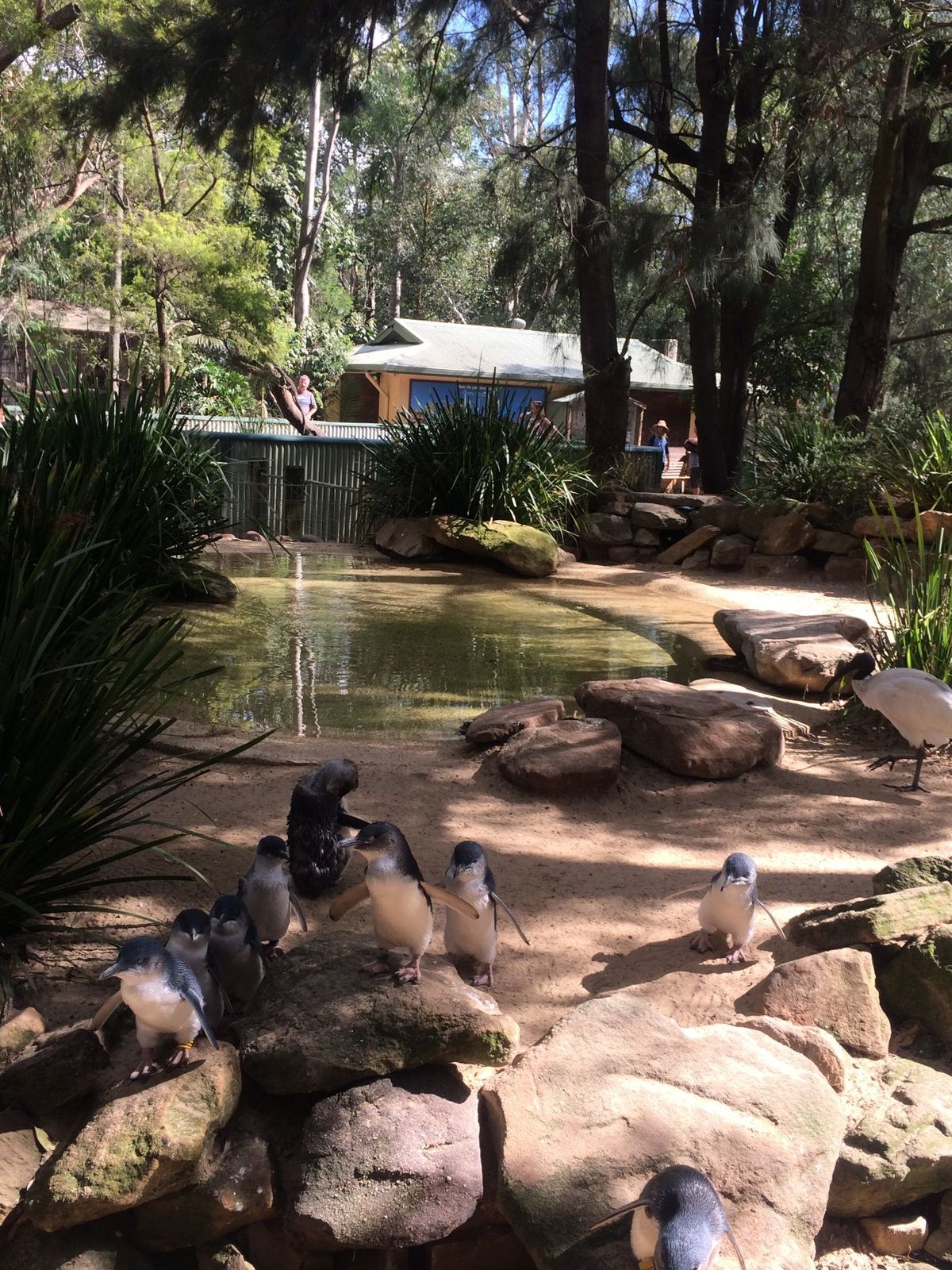 鳥シリーズ🦉
飛んでいかないのかな、それともここの方が定期的にご飯が
もら...