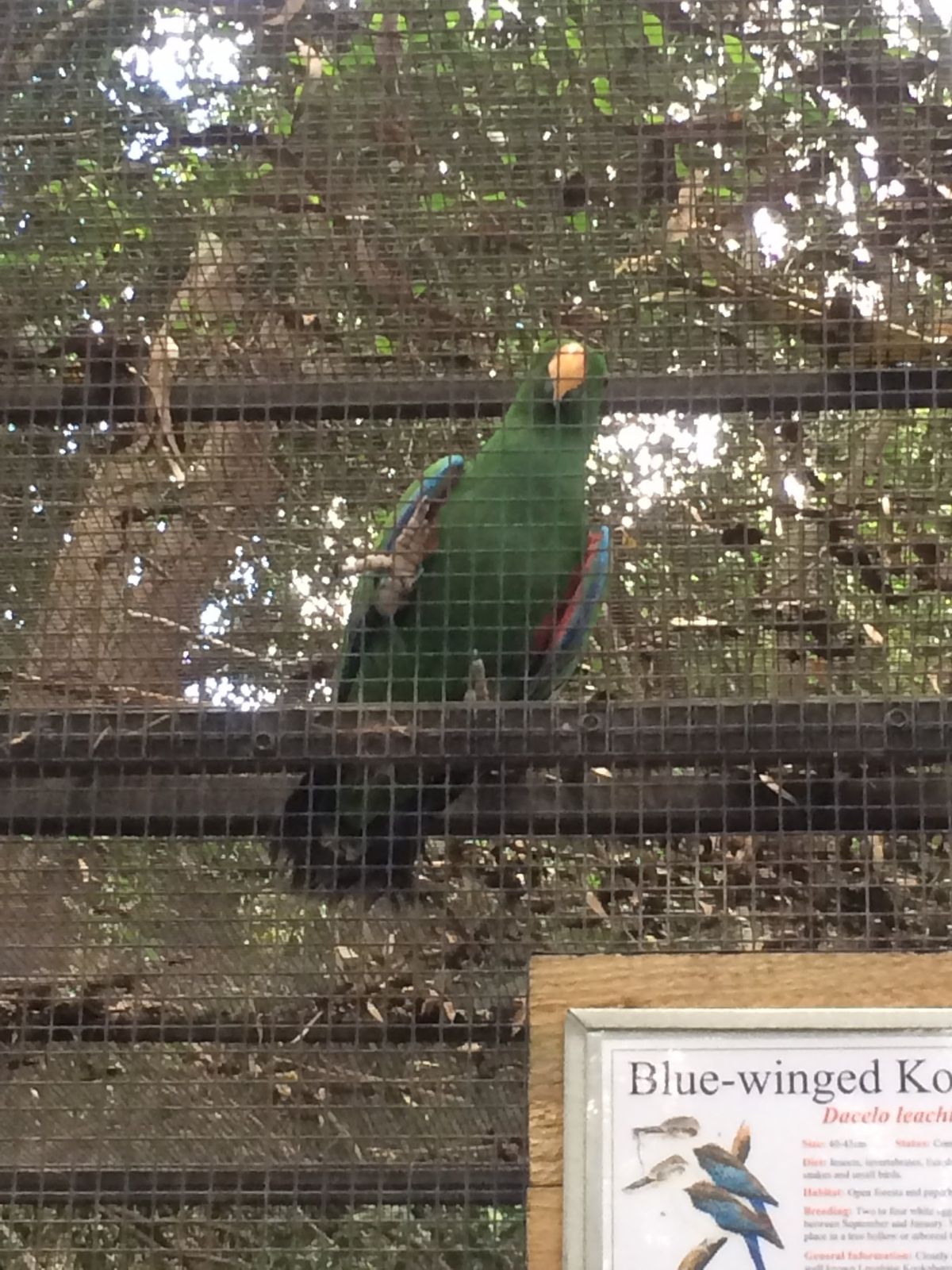 鳥シリーズ🦉
飛んでいかないのかな、それともここの方が定期的にご飯が
もら...