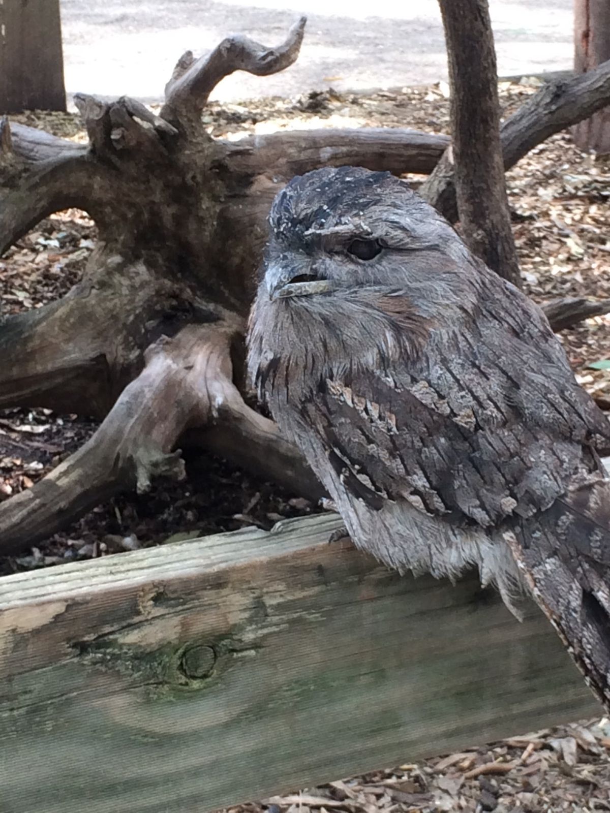鳥シリーズ🦉
飛んでいかないのかな、それともここの方が定期的にご飯が
もら...