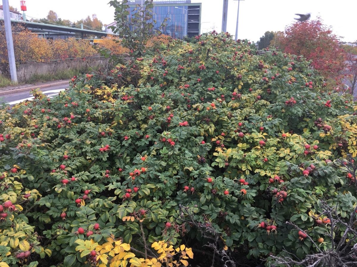 マリメッコファクトリーへ！
2回目だったので、道覚えてましたー！
見たこと...