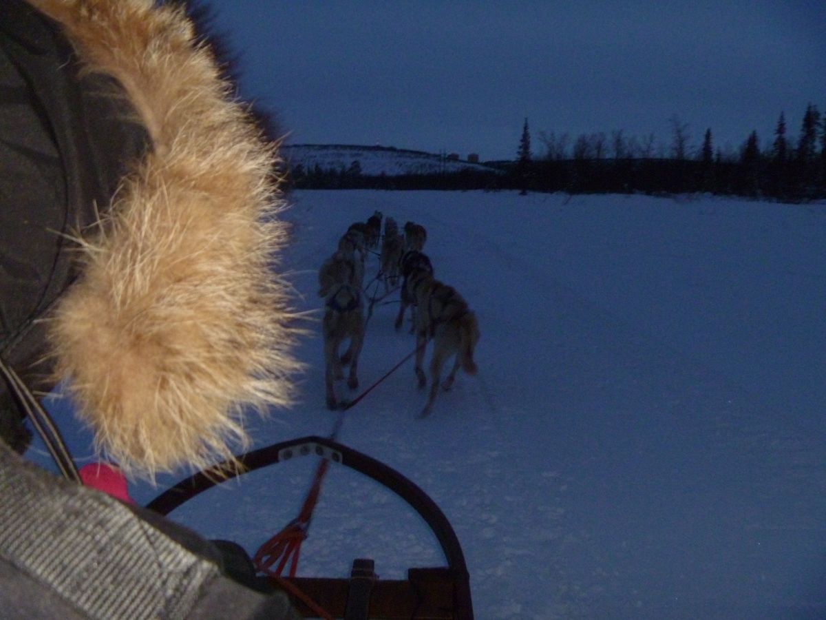 アクティビティは、犬ぞりをチョイス！
リーダー犬はイルマちゃんって名前でし...