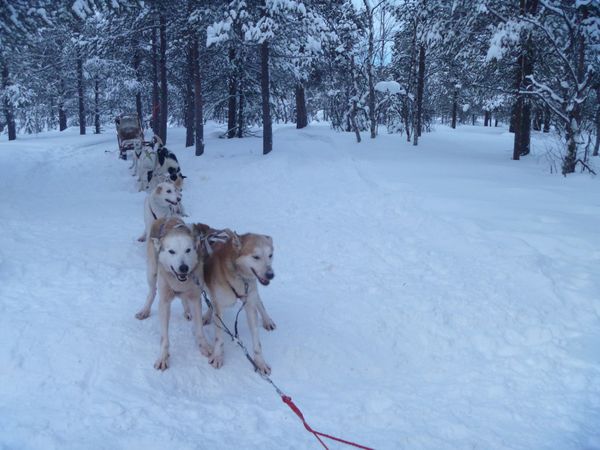 スウェーデン・キールナ「オーロラ旅」の写真：アクティビティは、犬ぞりをチョイス！
リ...