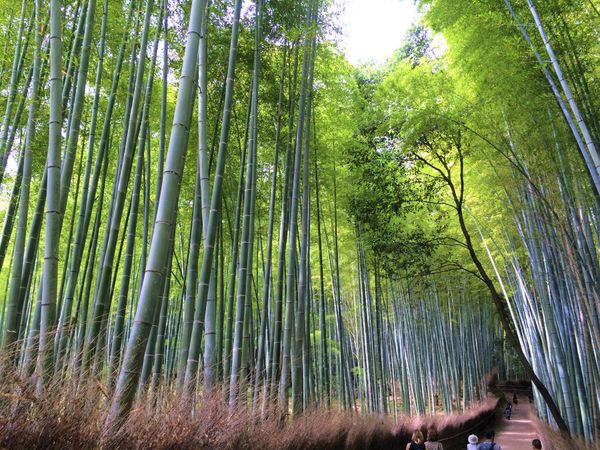 日本・京都府「日本・京都 その②/Kyoto Japan part②」の写真：嵐山の夏の風物詩といえば竹林！
蒼くそび...
