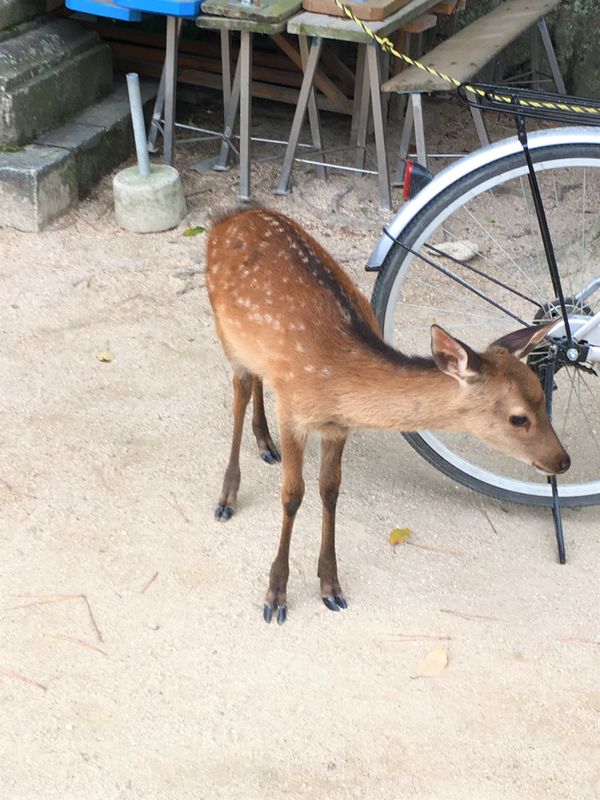 日本・広島県「日本・広島/Hiroshima Japan」の写真：奈良の記事では鹿は塩対応をしてくると書き...