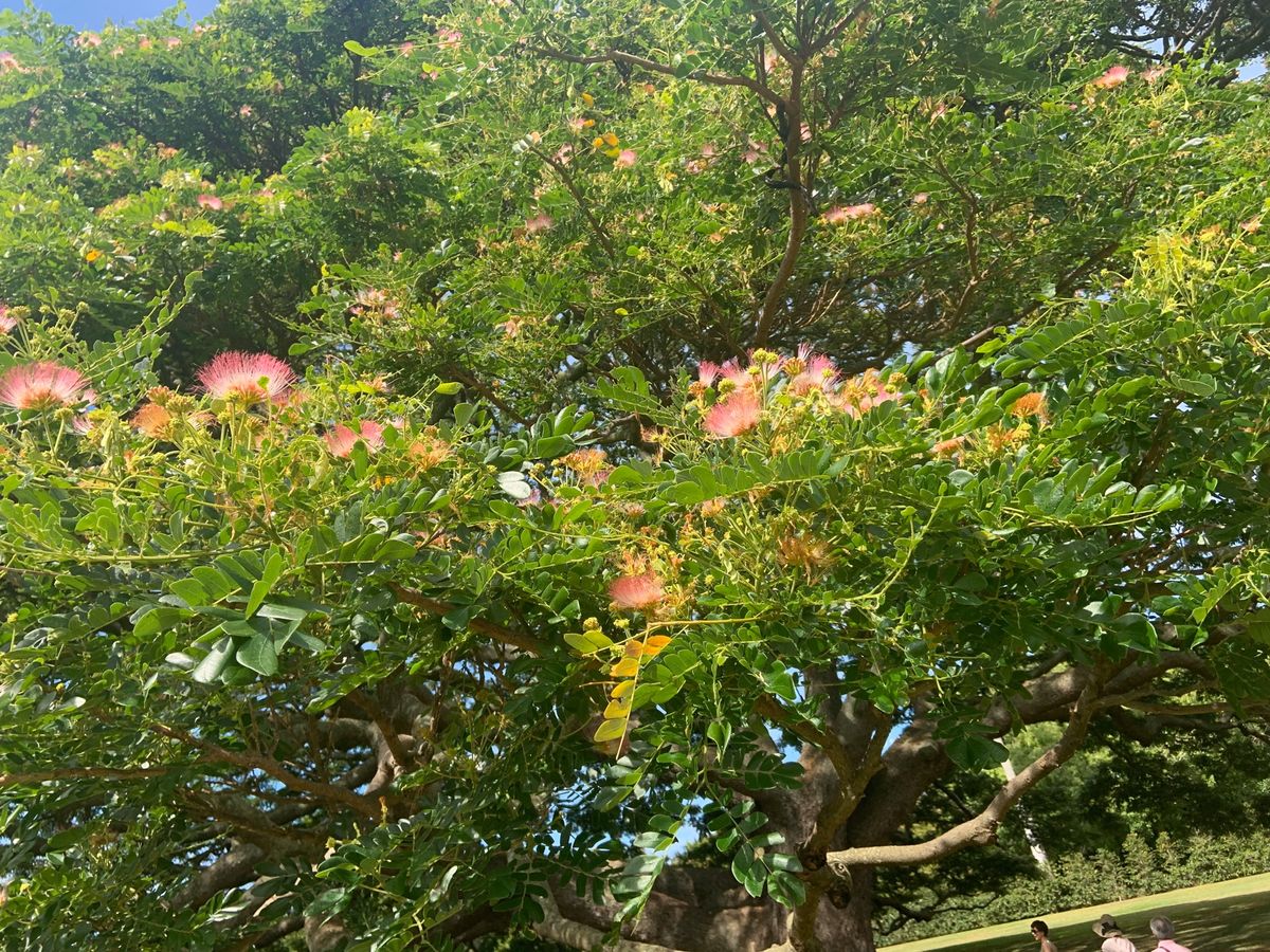 🚗モアナルアガーデン.
入場料$5
1度は訪れたい場所☺︎