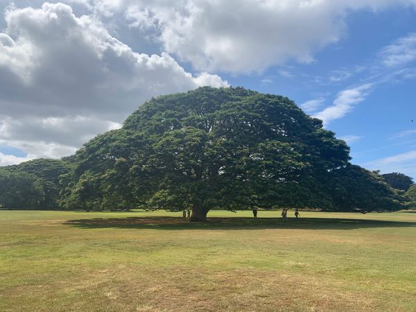 アメリカ(米国)・ハワイ「✈︎2019ハワイ結婚式・ハネムーン🇺🇸」の写真：🚗モアナルアガーデン.
入場料$5
1度...