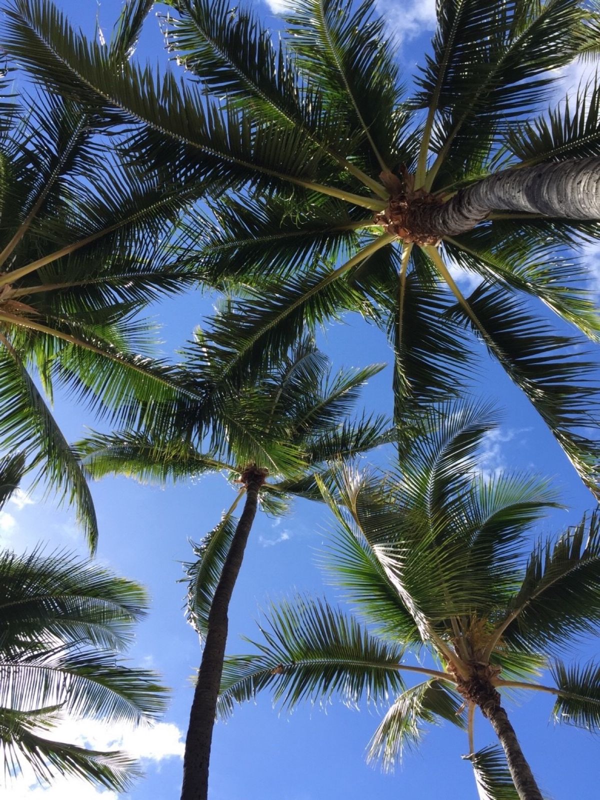 📸風景
はじめてのハワイはどこを撮っても新鮮☺︎