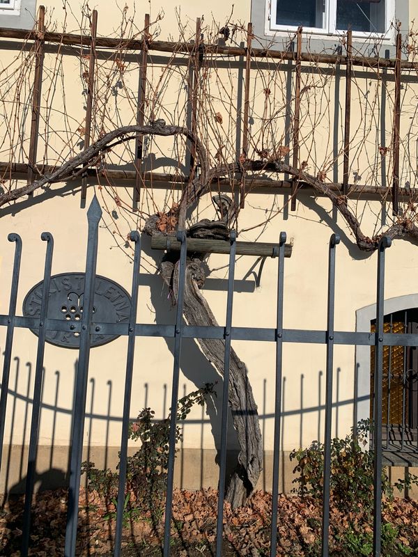 スロベニア・マリボル「スロベニア旅行」の写真