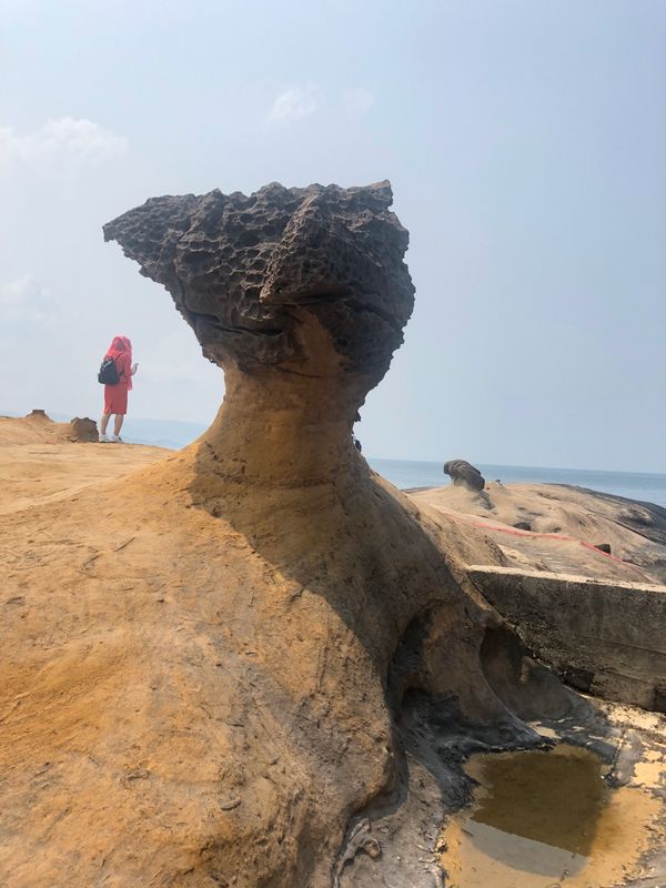 台湾・台北「Tiger  AIR」の写真