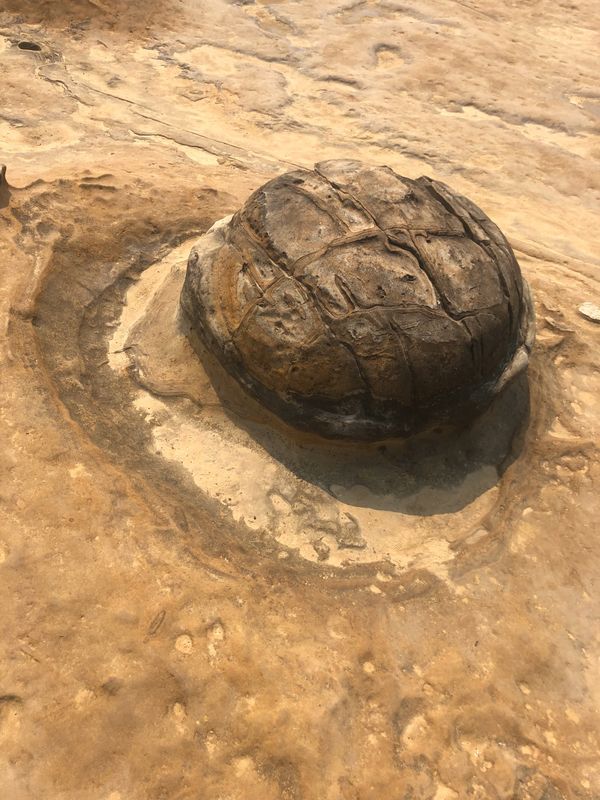 台湾・台北「Tiger  AIR」の写真