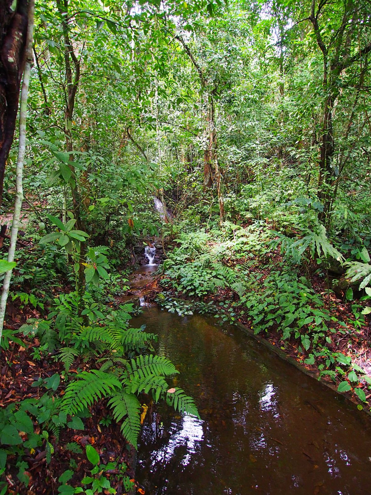 海に行った後は、山にもGO！
コタキナバルから日帰りツアーでジャングルトレ...