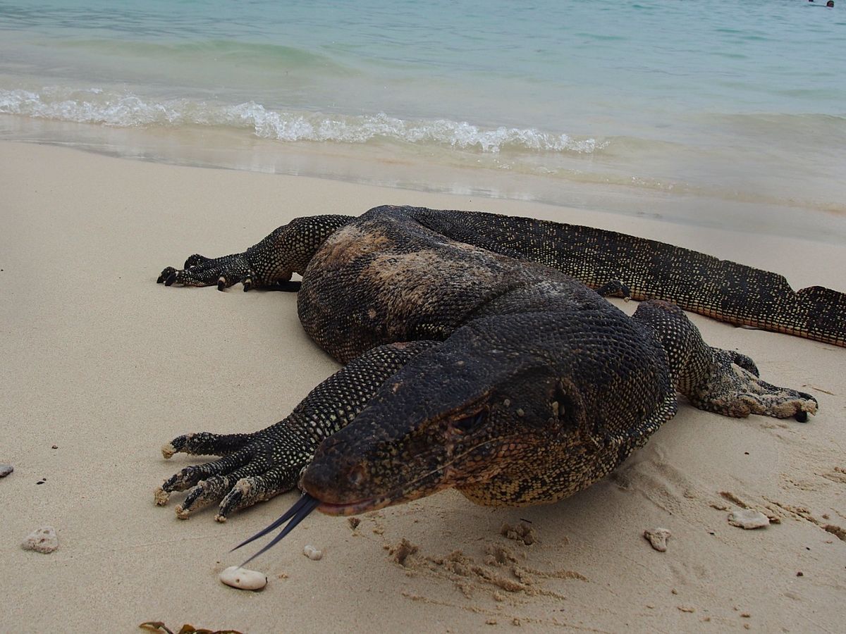 コタキナバルの街中からボートで少し離れた離島のビーチへ。
ビーチには大きな...