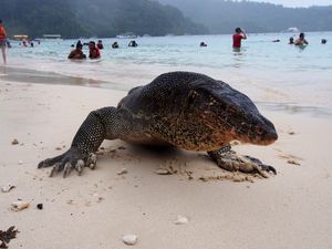 コタキナバルの街中からボートで少し離れた離島のビーチへ。
ビーチには大きな...