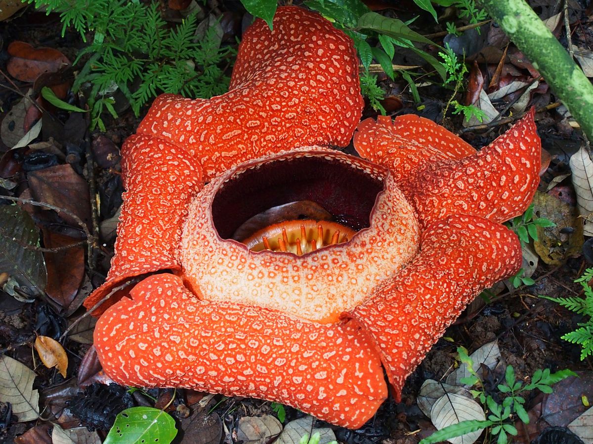 海に行った後は、山にもGO！
コタキナバルから日帰りツアーでジャングルトレ...