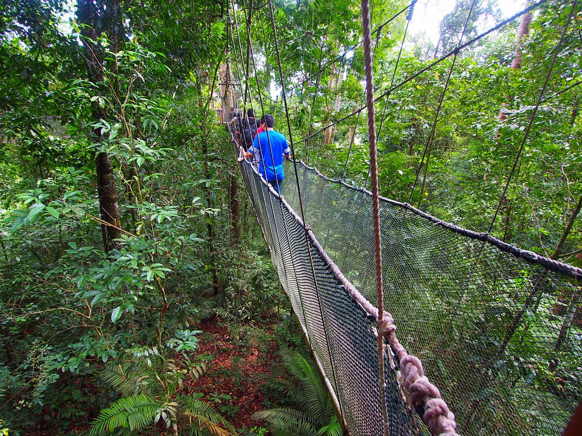 海に行った後は、山にもGO！
コタキナバルから日帰りツアーでジャングルトレ...