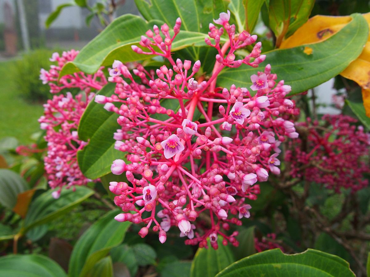 海に行った後は、山にもGO！
コタキナバルから日帰りツアーでジャングルトレ...