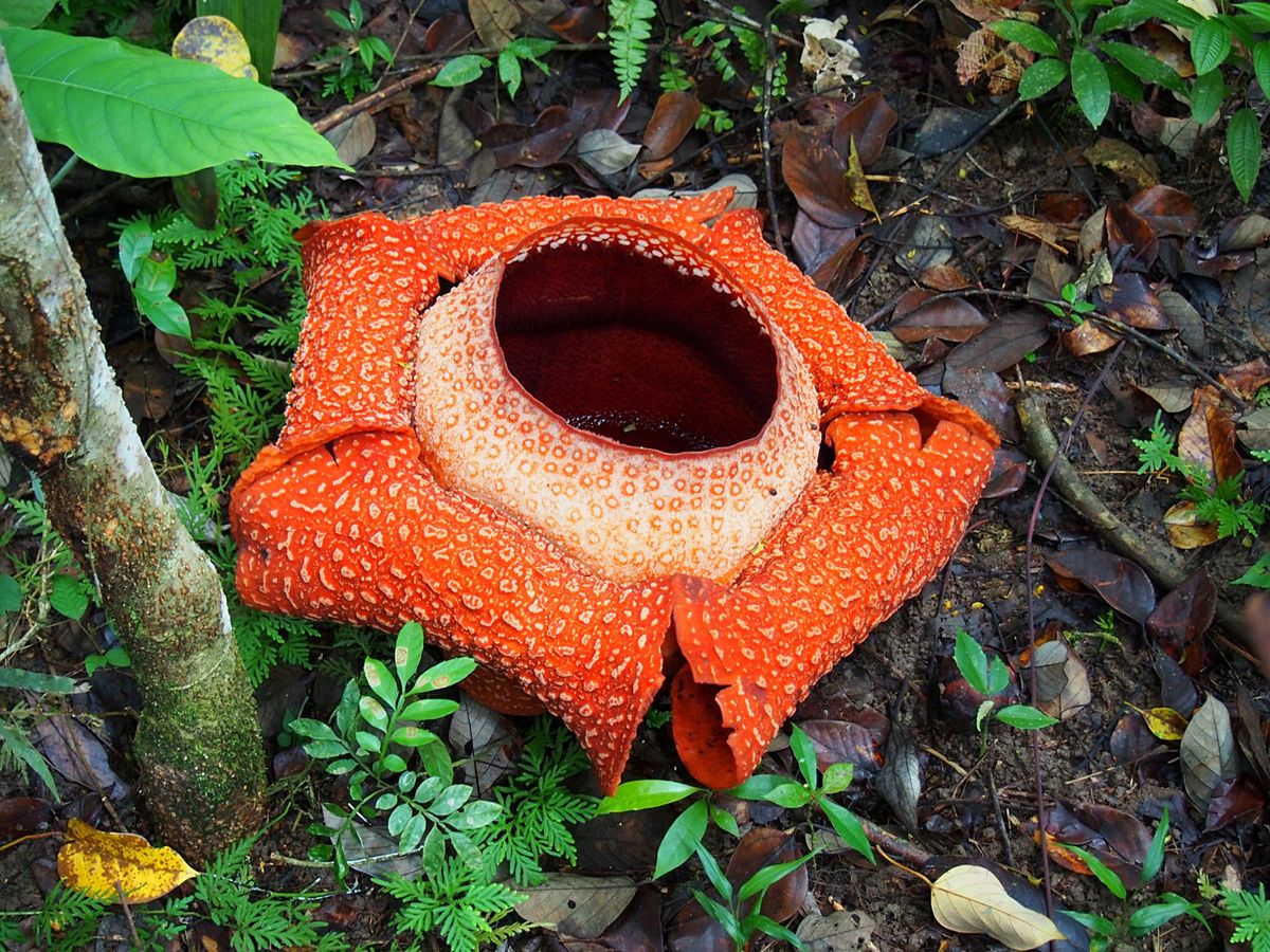 海に行った後は、山にもGO！
コタキナバルから日帰りツアーでジャングルトレ...