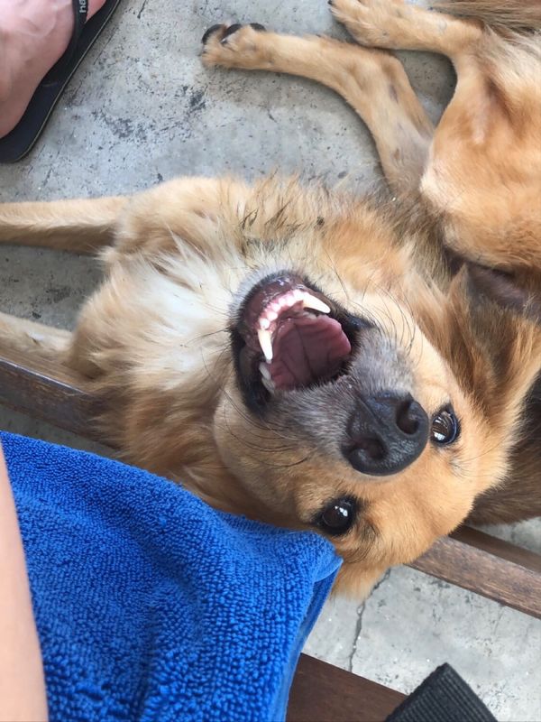 タイ・KohTao「Koh Tao」の写真：①ホステルによく遊びにくる犬ちゃん
②バ...