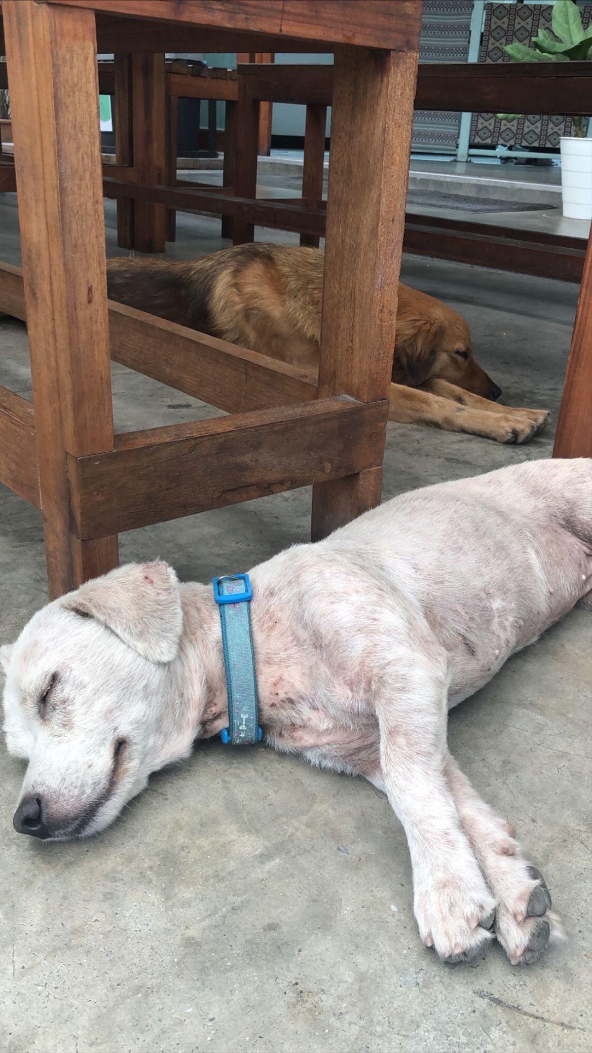 ①ホステルによく遊びにくる犬ちゃん
②バナナパンケーキ
③飲みすぎた夜
④...