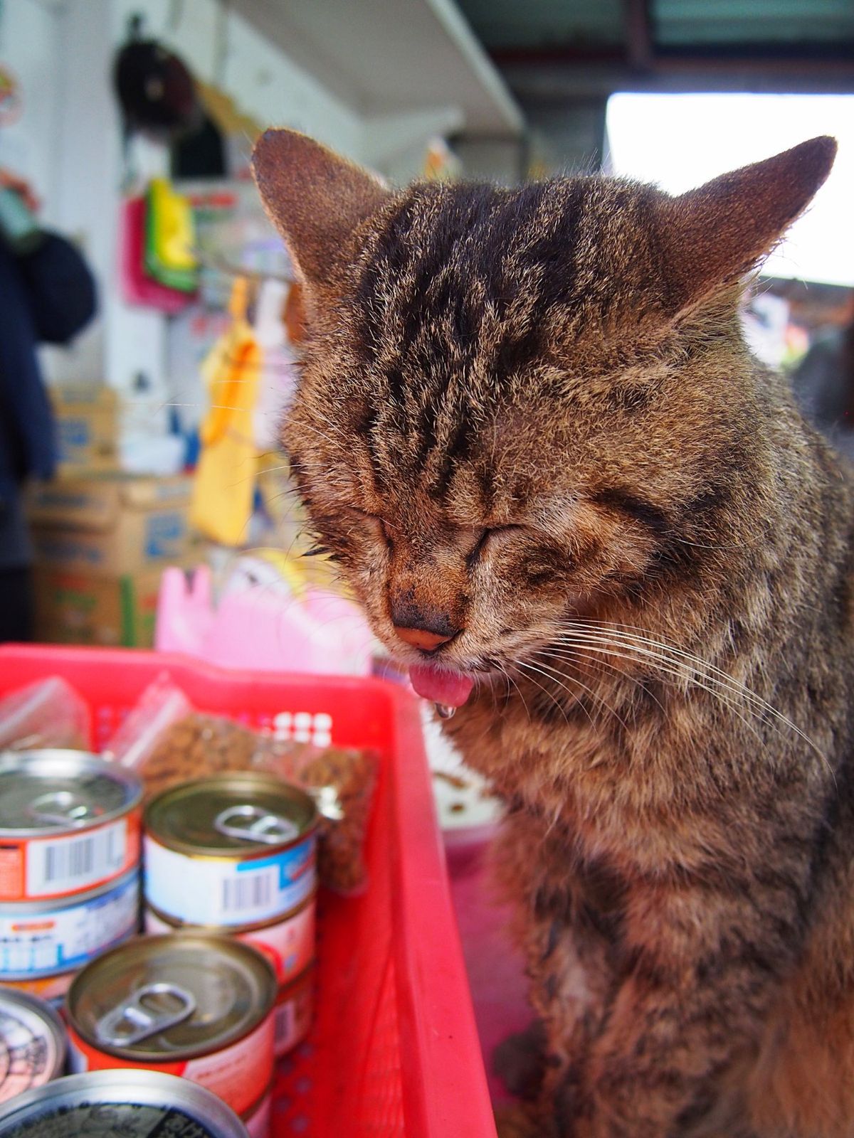 猴硐
台湾でも特に有名な観光地 九份の近くにある猴硐は、猫と共存する街とし...