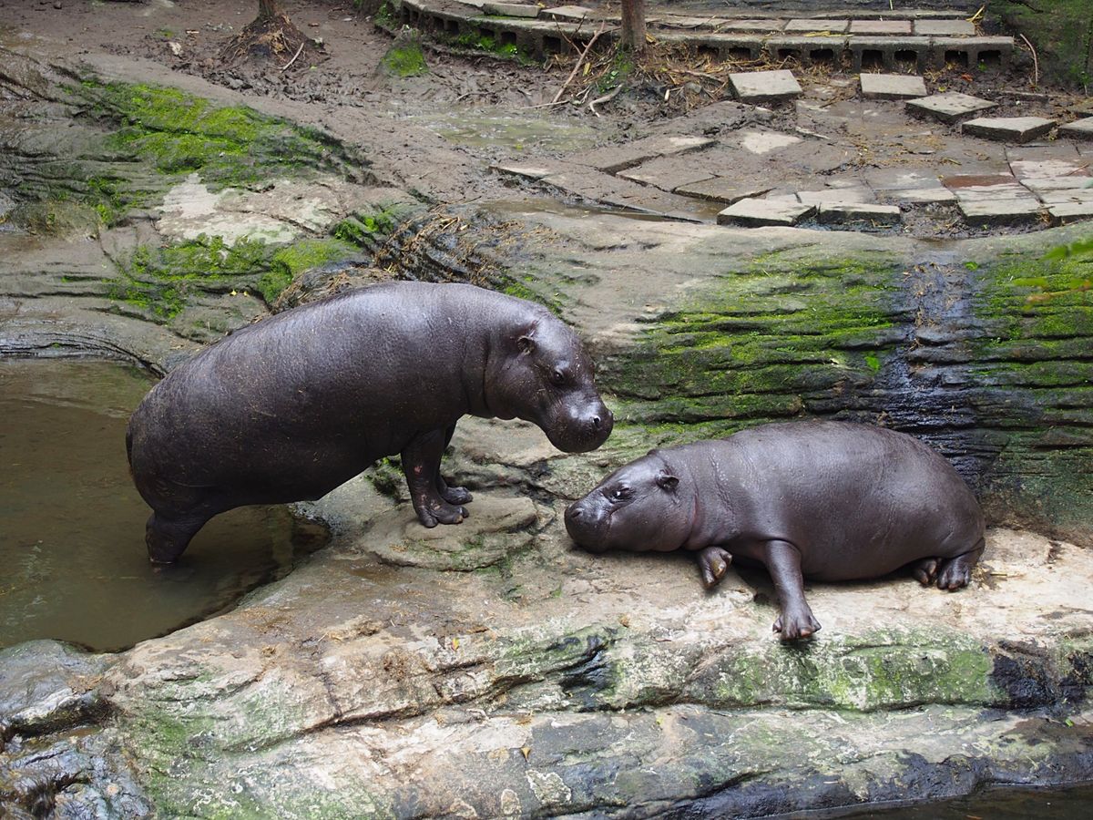台北動物園から猫空へ
台北動物園は台北市の南東部にある広大な動物園。
パン...