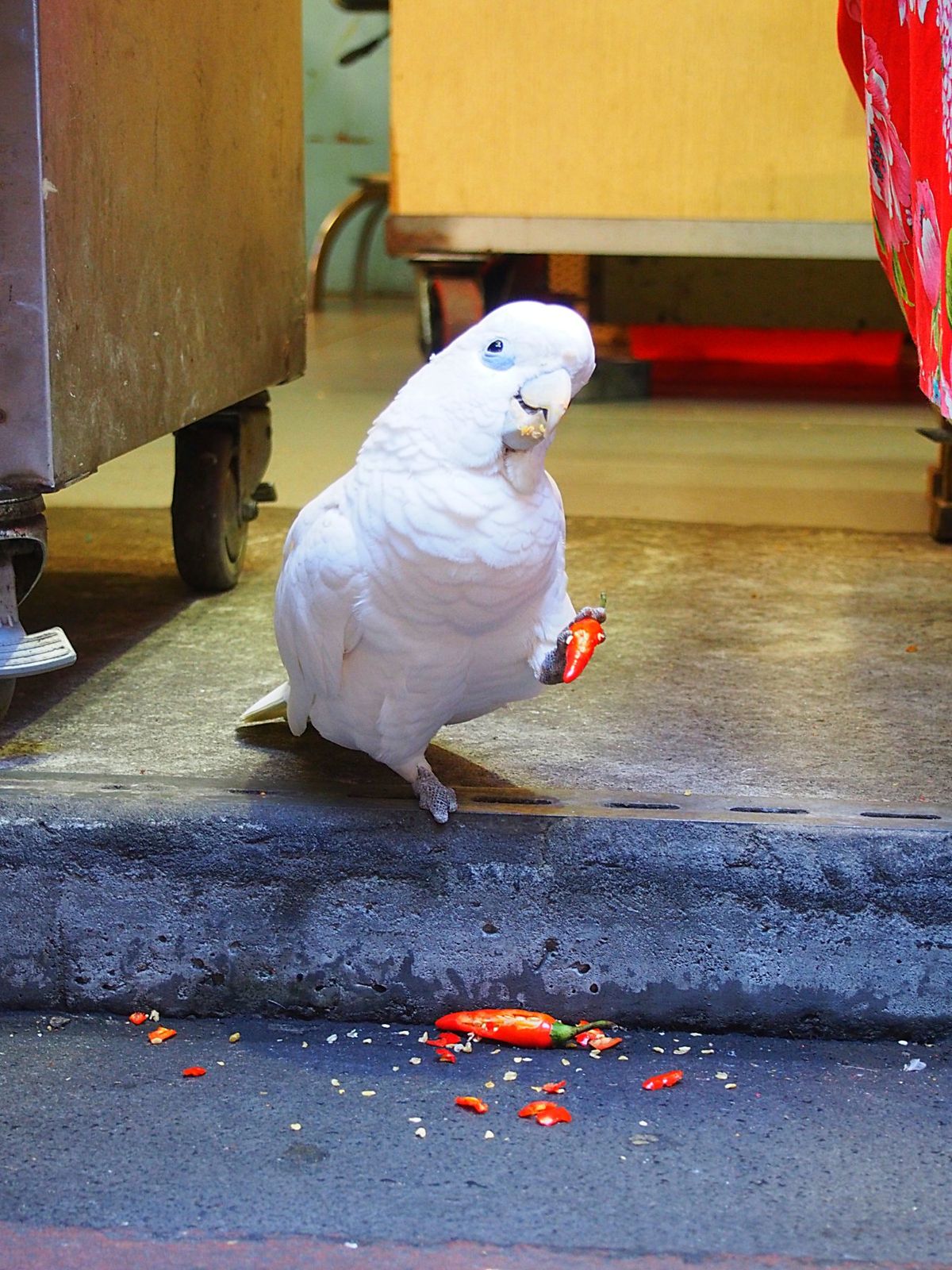 烏来
この街での観光移動は、おもちゃみたいなミニトロッコ列車。
歩いても移...