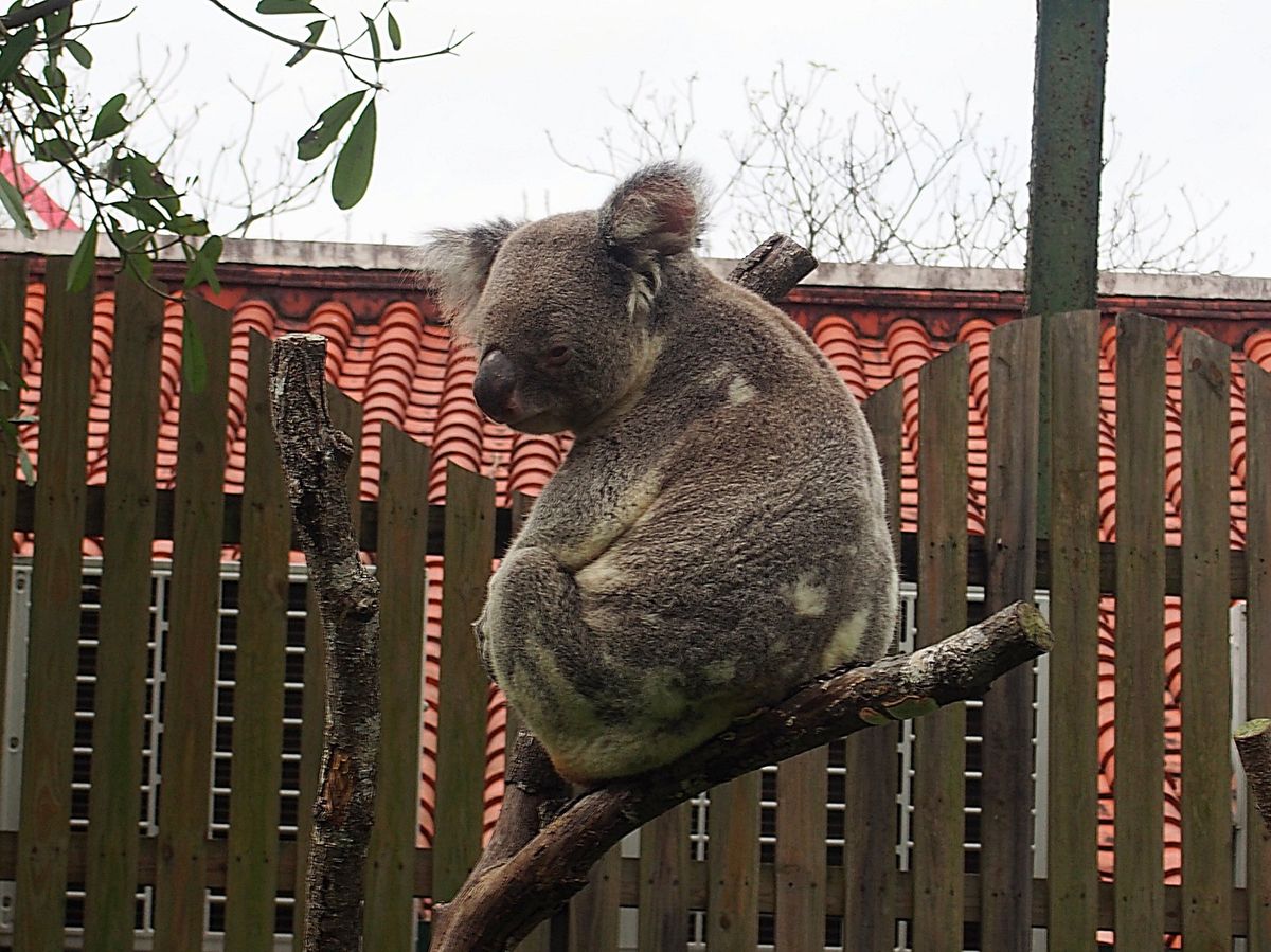 台北動物園から猫空へ
台北動物園は台北市の南東部にある広大な動物園。
パン...