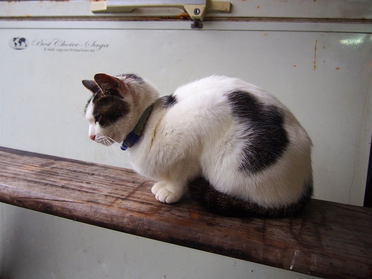 猴硐
台湾でも特に有名な観光地 九份の近くにある猴硐は、猫と共存する街とし...