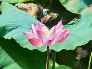 ハノイの池に咲く蓮

昨日はタイ湖に蓮を見に行ったけど、花が開く前に刈り取...