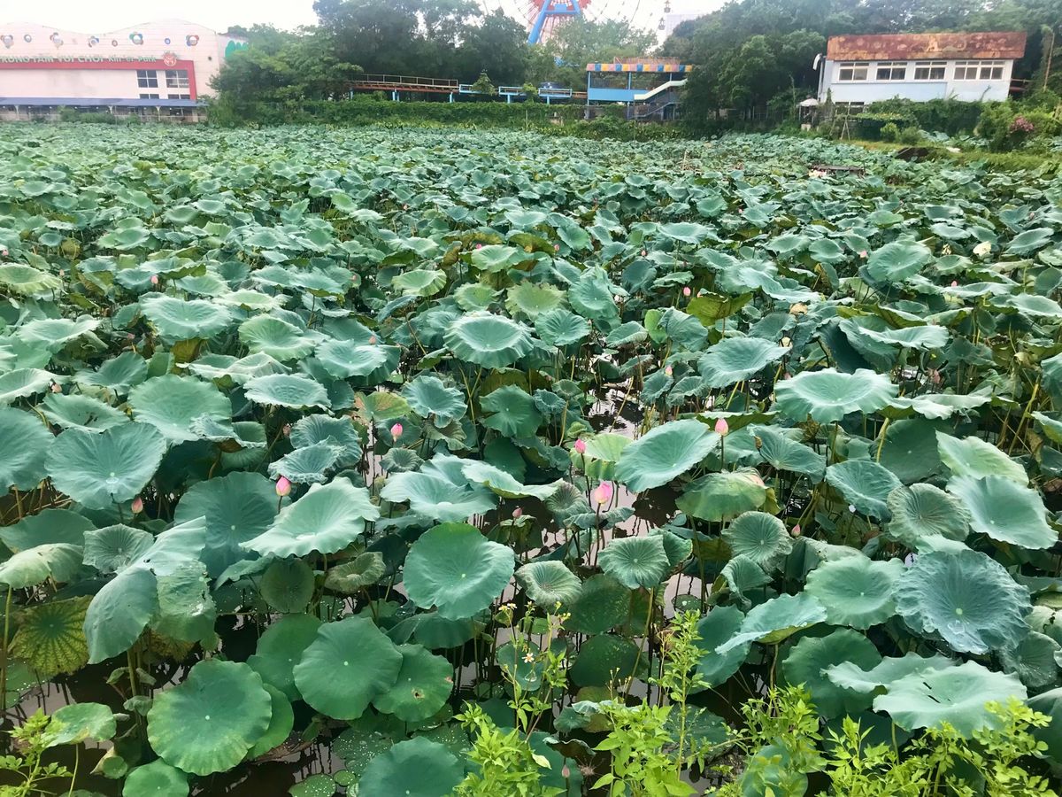 蓮の広がるハノイ西湖

6月下旬は蓮の花が咲く季節。
ハノイ市内でもベトナ...