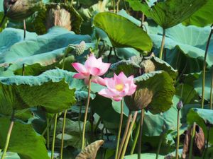 ハノイの池に咲く蓮

昨日はタイ湖に蓮を見に行ったけど、花が開く前に刈り取...